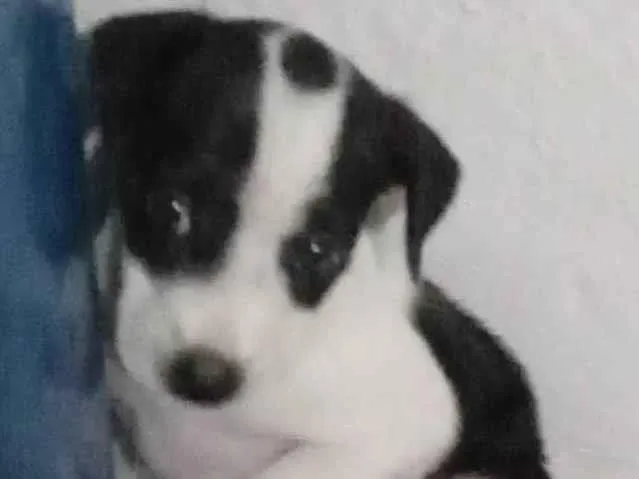 Cachorro ra a SRD-ViraLata idade 2 a 6 meses nome Amora 