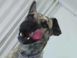 Cachorro raça Sd idade 2 anos nome Frederico 