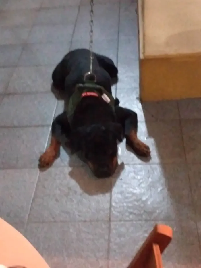 Cachorro ra a Rottweiler idade 5 anos nome Apollo