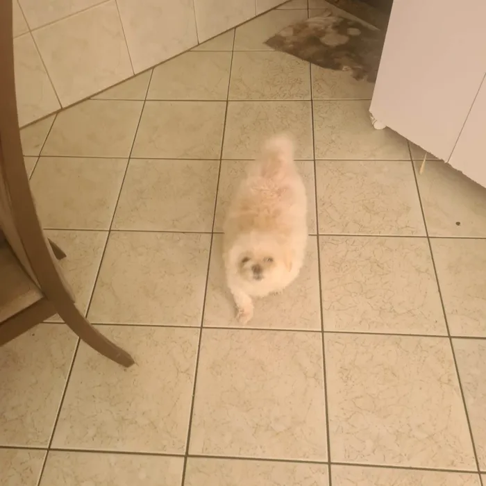 Cachorro raça liasa idade 6 ou mais anos nome luke