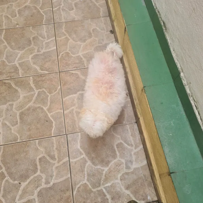 Cachorro raça liasa idade 6 ou mais anos nome luke