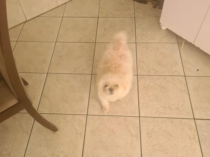 Cachorro raça liasa idade 6 ou mais anos nome luke