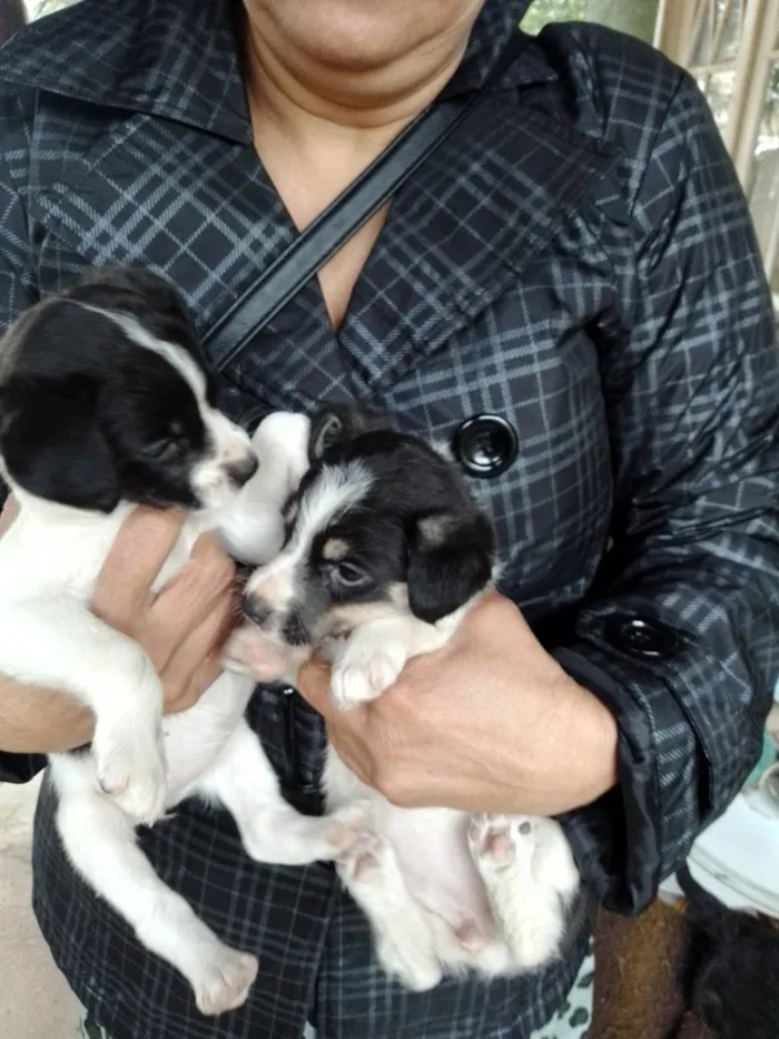 Cachorro ra a SRD-ViraLata idade 2 a 6 meses nome Lily