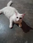 Mimi