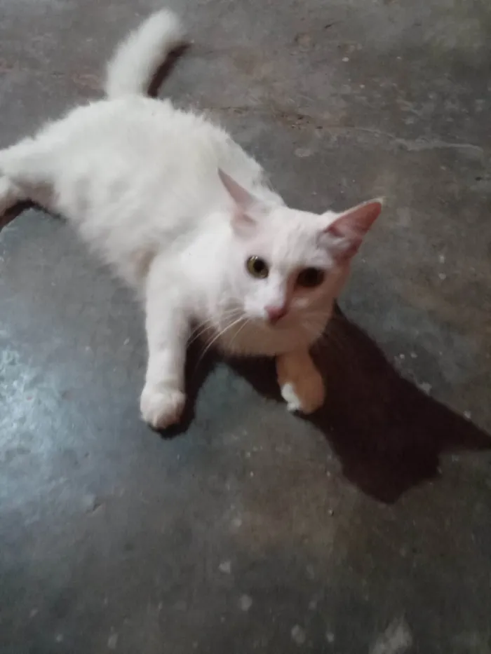 Gato ra a Angora  idade 7 a 11 meses nome Mimi