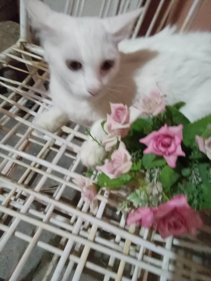 Gato ra a Angora  idade 7 a 11 meses nome Mimi