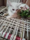 Mimi