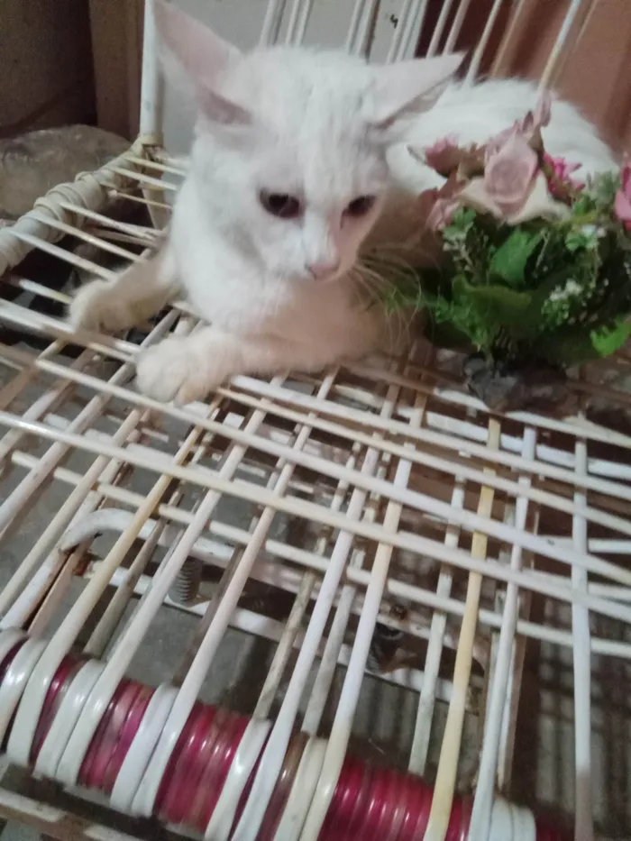 Gato ra a Angora  idade 7 a 11 meses nome Mimi