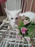 Mimi