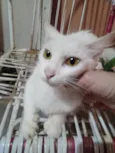 Mimi