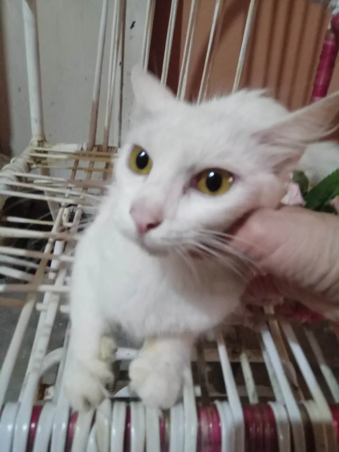 Gato ra a Angora  idade 7 a 11 meses nome Mimi