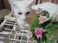 Mimi