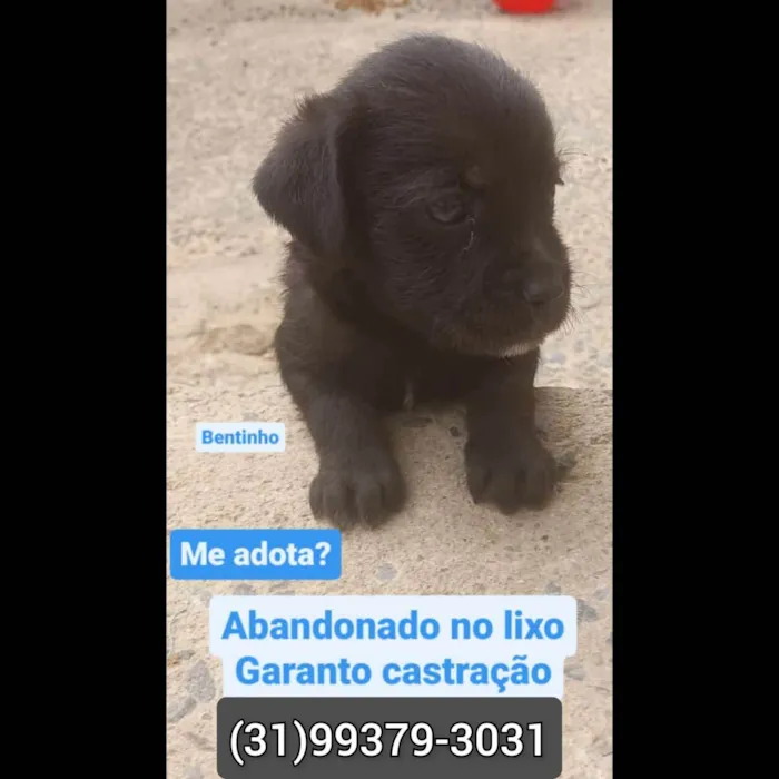 Cachorro raça SRD-ViraLata idade 2 a 6 meses nome Bentinho