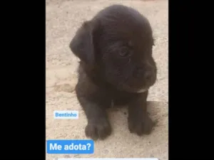 Cachorro raça SRD-ViraLata idade 2 a 6 meses nome Bentinho