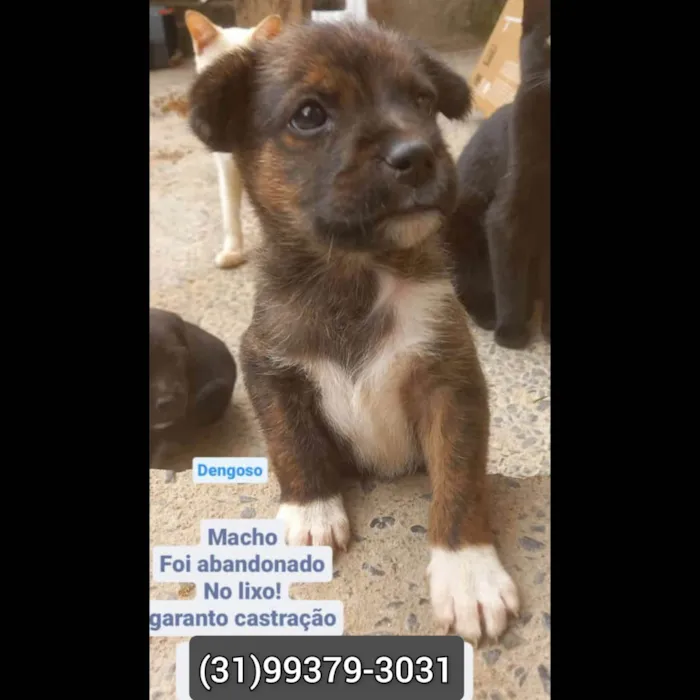 Cachorro raça SRD-ViraLata idade 2 a 6 meses nome Dengoso