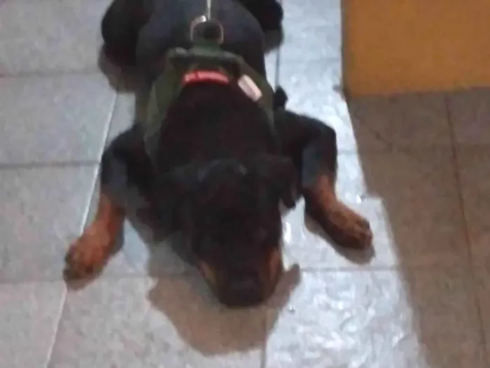 Cachorro ra a Rottweiler idade 5 anos nome Apollo