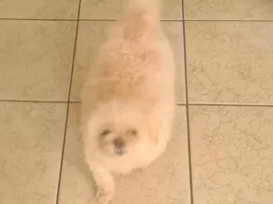 Cachorro raça liasa idade 6 ou mais anos nome luke