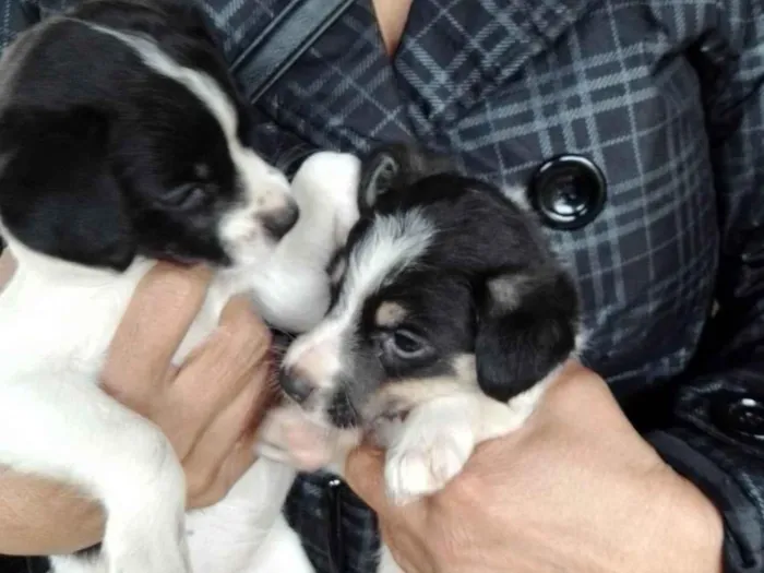 Cachorro ra a SRD-ViraLata idade 2 a 6 meses nome Lily