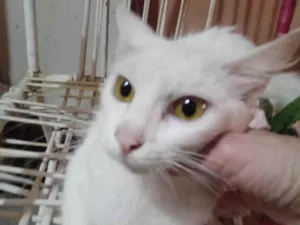 Gato raça Angora  idade 7 a 11 meses nome Mimi