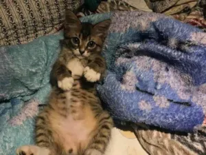 Gato raça SRD-ViraLata idade 2 a 6 meses nome Marley 