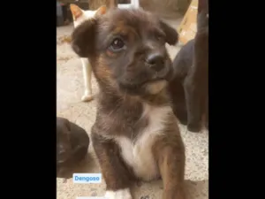Cachorro raça SRD-ViraLata idade 2 a 6 meses nome Dengoso