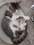 Nereu