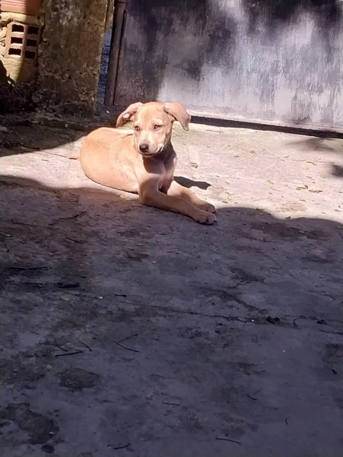 Cachorro ra a Misturado idade Abaixo de 2 meses nome Mel