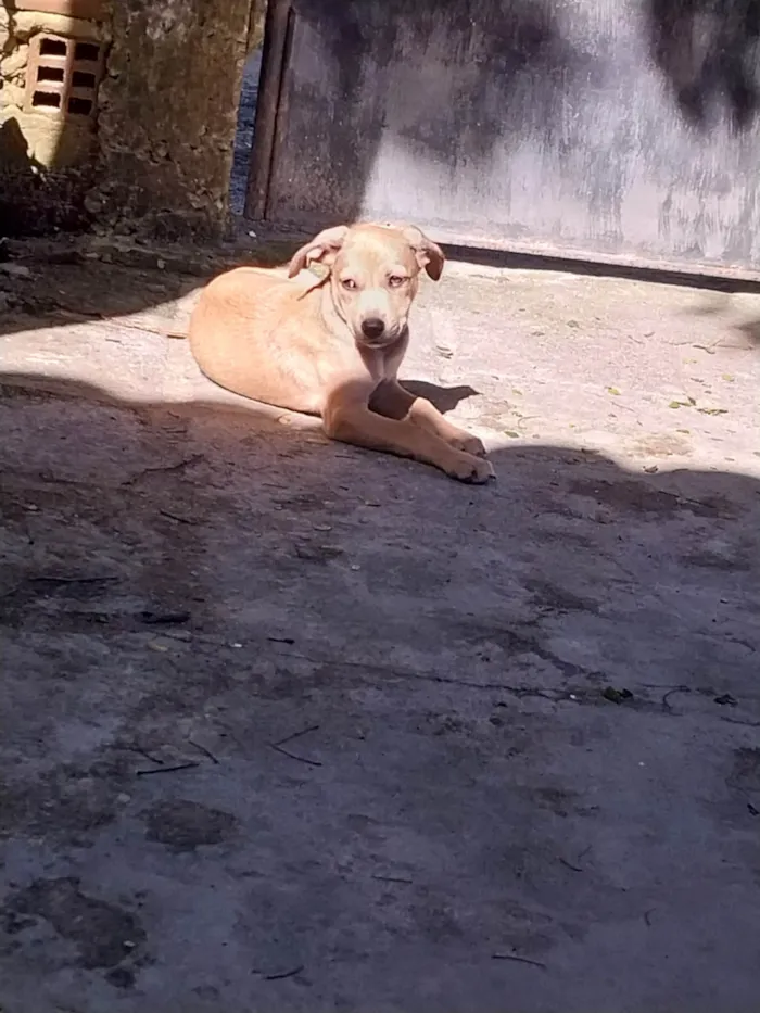 Cachorro ra a Misturado idade Abaixo de 2 meses nome Mel