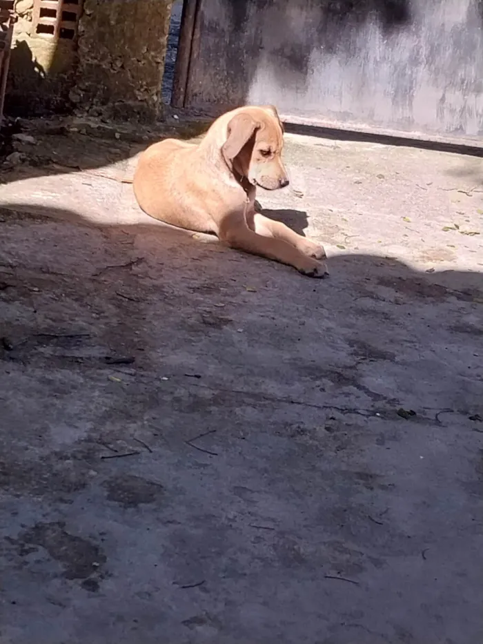 Cachorro ra a Misturado idade Abaixo de 2 meses nome Mel