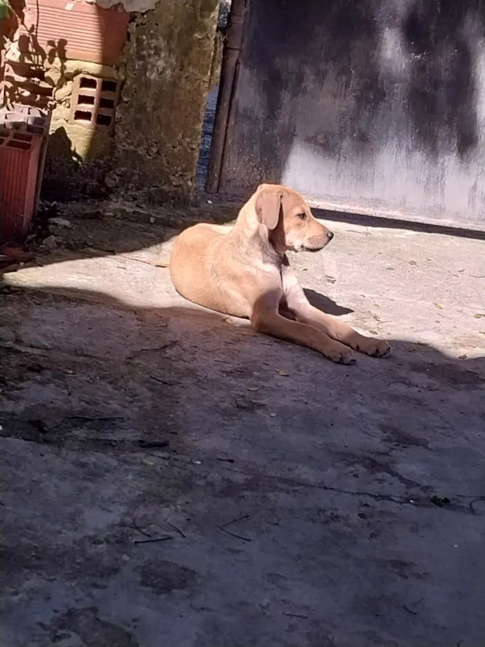 Cachorro ra a Misturado idade Abaixo de 2 meses nome Mel