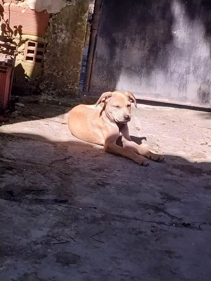 Cachorro ra a Misturado idade Abaixo de 2 meses nome Mel