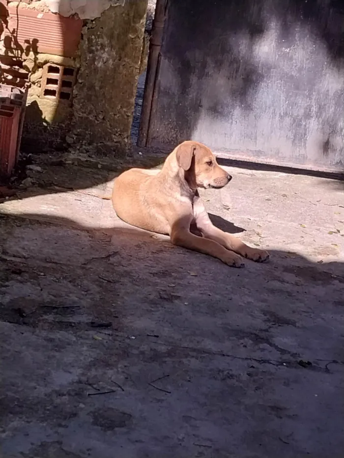 Cachorro ra a Misturado idade Abaixo de 2 meses nome Mel