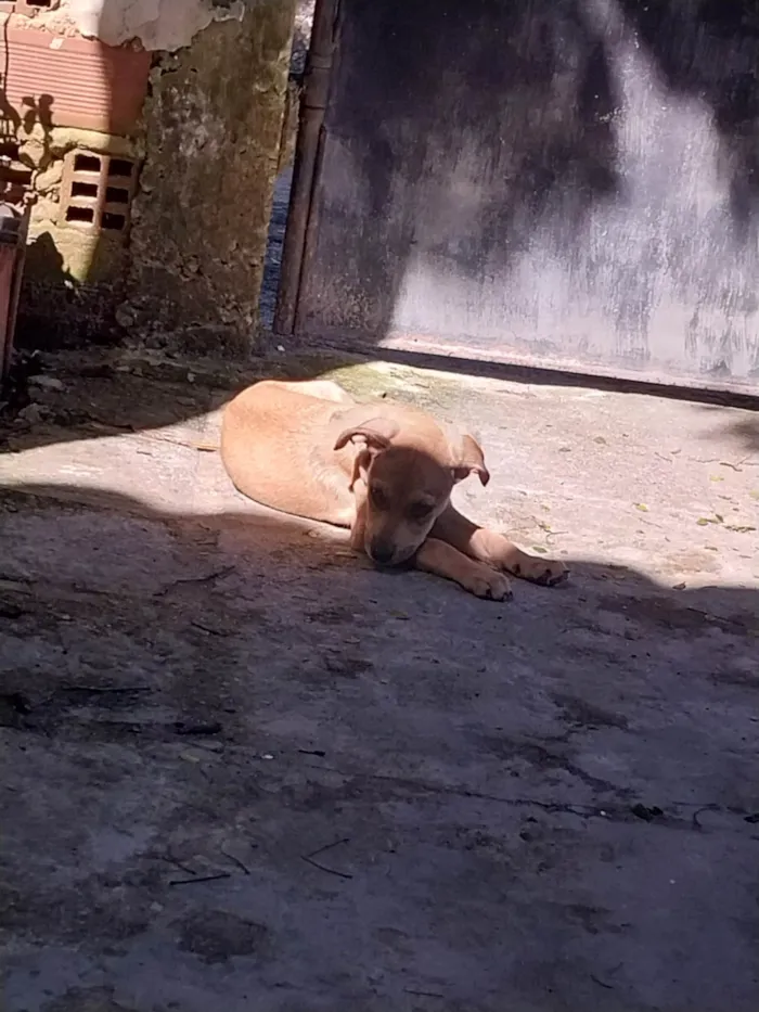 Cachorro ra a Misturado idade Abaixo de 2 meses nome Mel