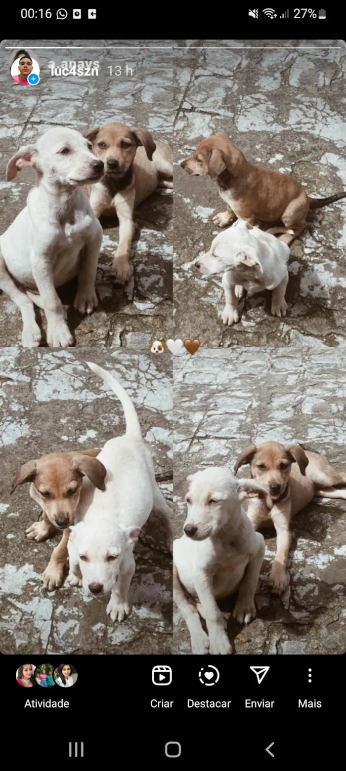 Cachorro ra a Misturado idade Abaixo de 2 meses nome Mel