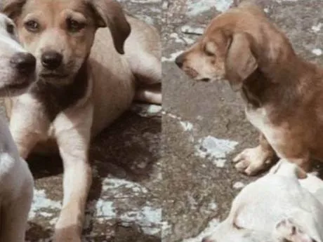 Cachorro ra a Misturado idade Abaixo de 2 meses nome Mel