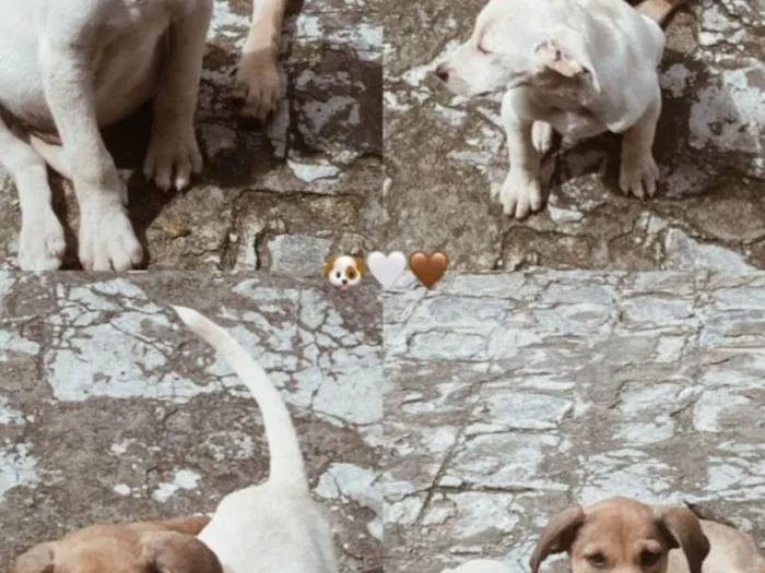 Cachorro ra a Misturado idade Abaixo de 2 meses nome Mel