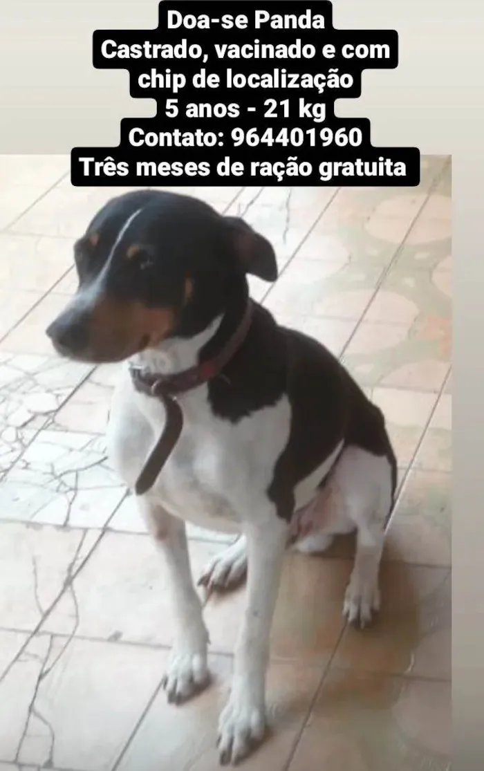 Cachorro ra a Sem raça  idade 5 anos nome Panda