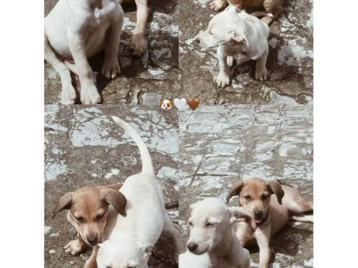 Cachorro ra a Misturado idade Abaixo de 2 meses nome Mel