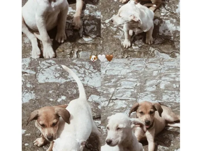 Cachorro ra a Misturado idade Abaixo de 2 meses nome Mel