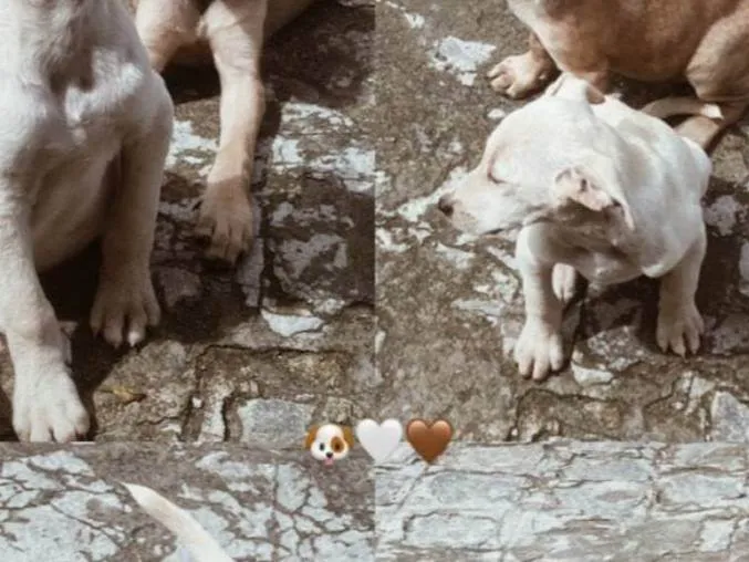 Cachorro ra a Misturado idade Abaixo de 2 meses nome Mel