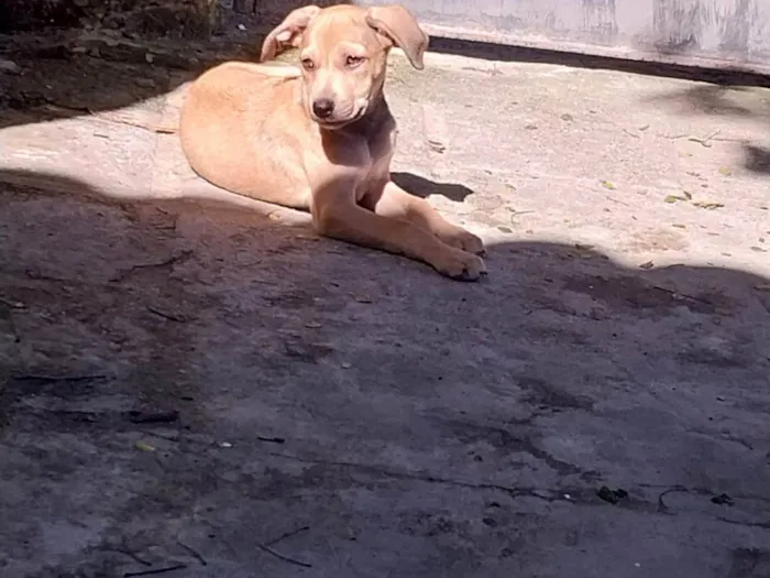 Cachorro ra a Misturado idade Abaixo de 2 meses nome Mel