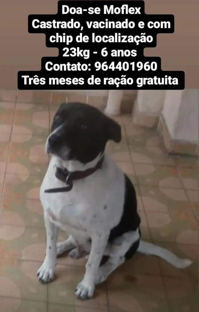 Cachorro ra a Sem raça  idade 6 ou mais anos nome Moflex 