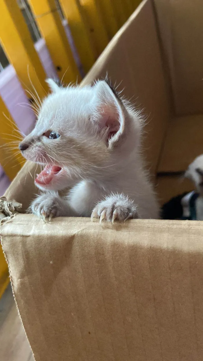 Gato ra a  idade Abaixo de 2 meses nome Sem Nome