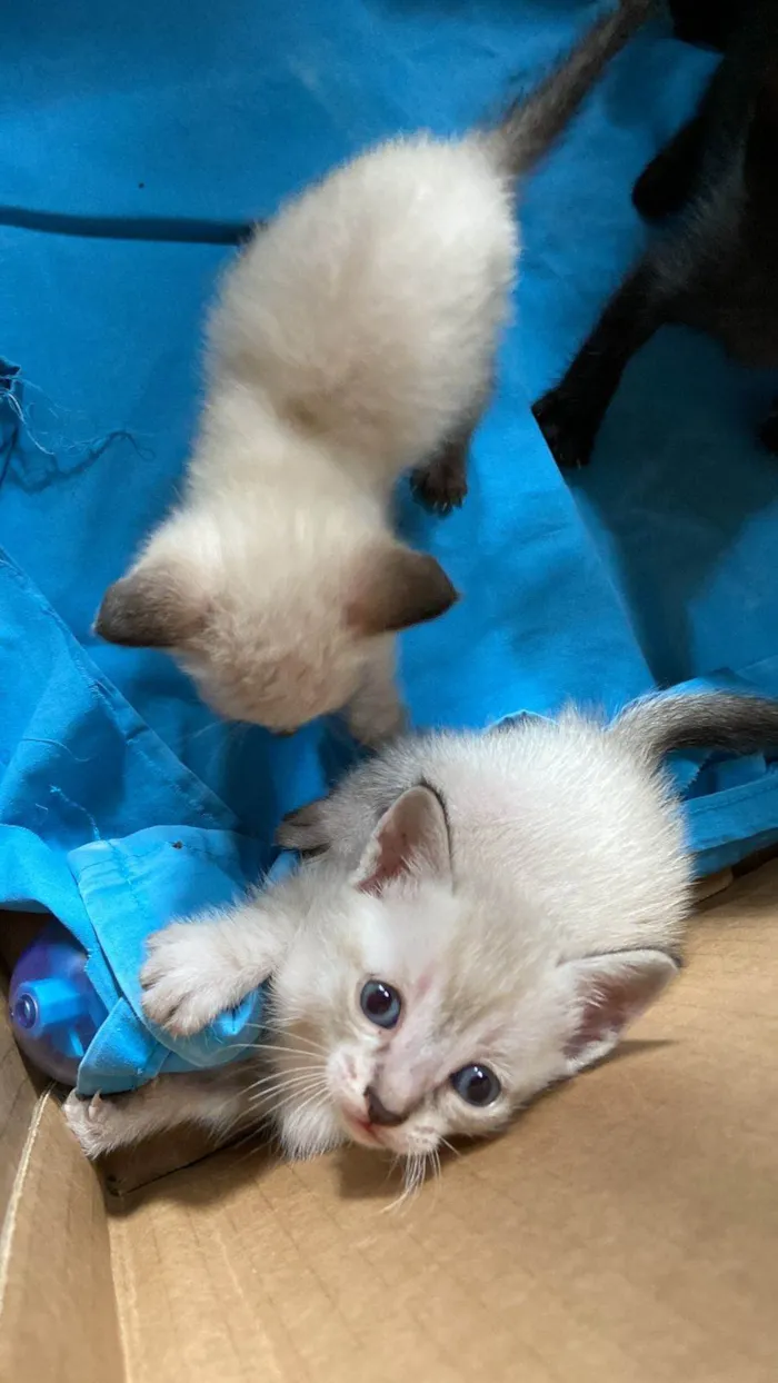 Gato ra a  idade Abaixo de 2 meses nome Sem Nome