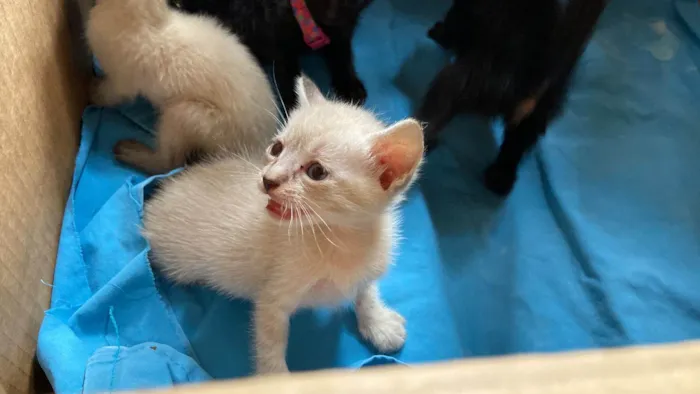 Gato ra a  idade Abaixo de 2 meses nome Sem Nome