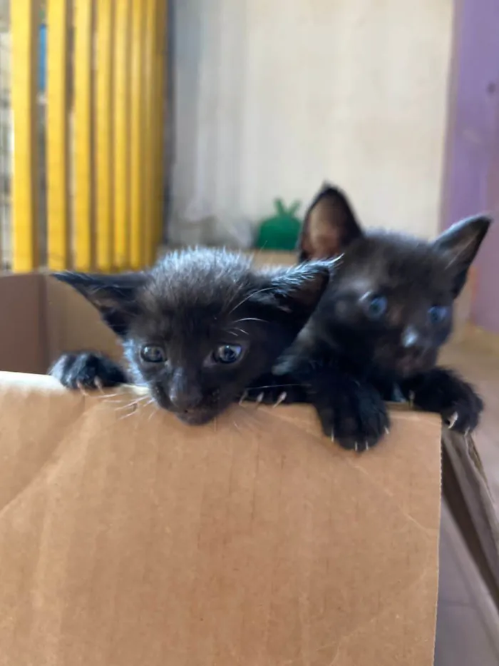 Gato ra a  idade Abaixo de 2 meses nome Sem Nome