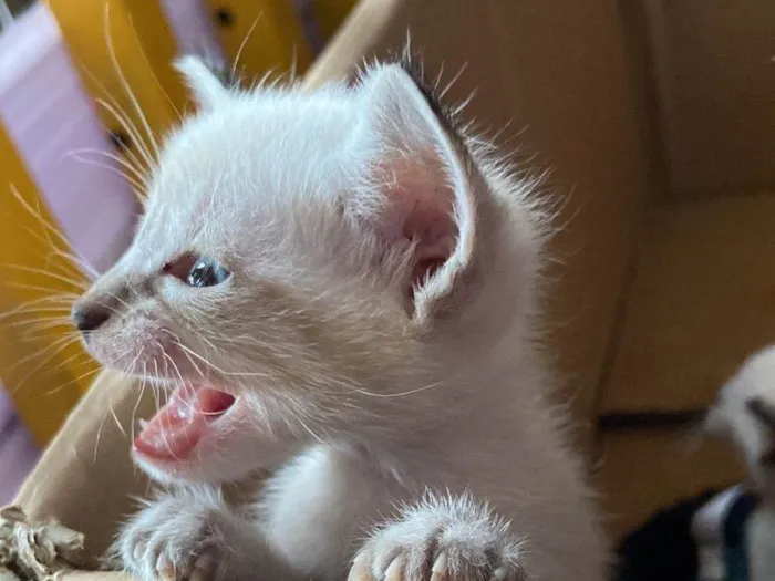 Gato ra a  idade Abaixo de 2 meses nome Sem Nome