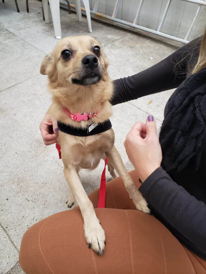 Cachorro ra a SRD-ViraLata idade 4 anos nome Juju 