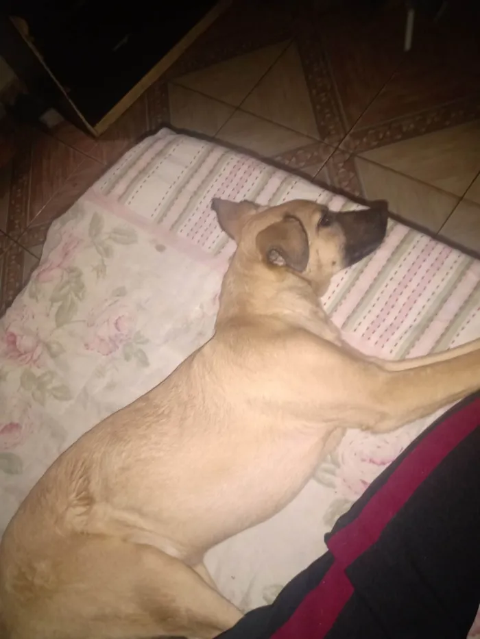 Cachorro ra a SRD-ViraLata idade 7 a 11 meses nome Gabi