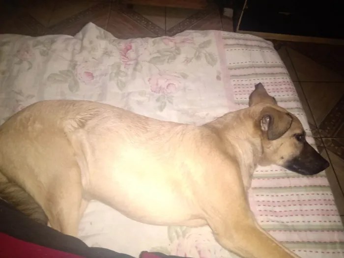 Cachorro ra a SRD-ViraLata idade 7 a 11 meses nome Gabi